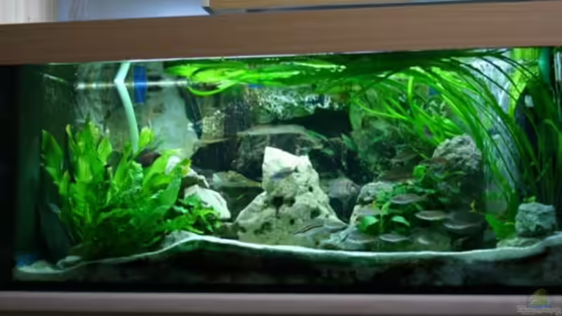 Beckenansicht von forn Beckenansicht von forn