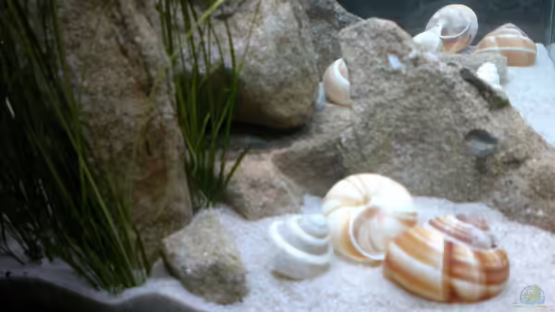 Beckenansicht von links von Sambia (36)