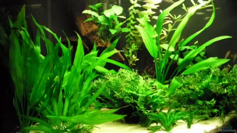 Beckenansicht von links von Steffen Koca (2)