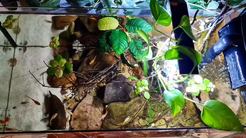 Beckenansicht von oben von David Schneider Aquaristik (13)