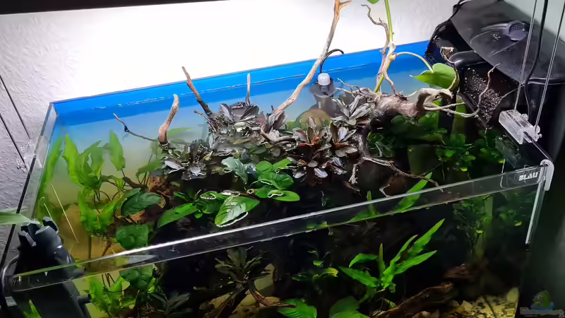 Beckenansicht von oben von David Schneider Aquaristik (5)