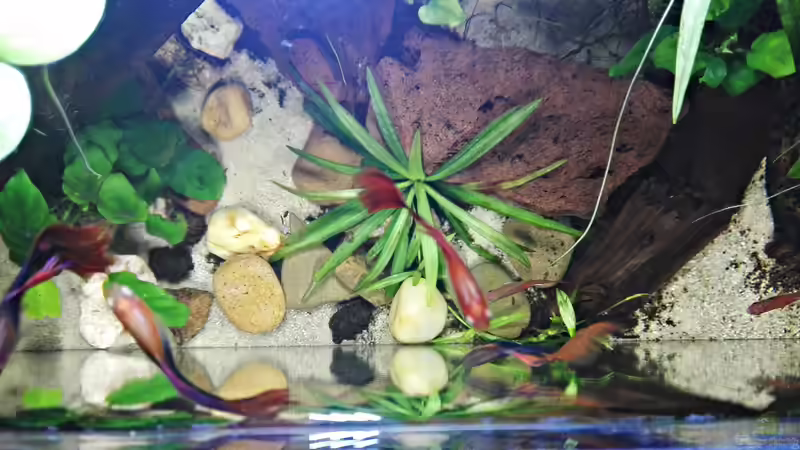 Beckenansicht von oben von David Schneider Aquaristik (8)