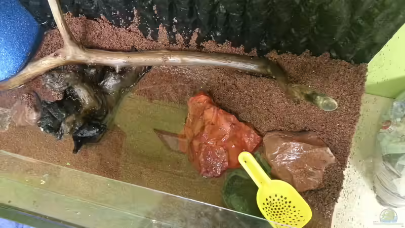 Beckenansicht von oben von Zomic (8)