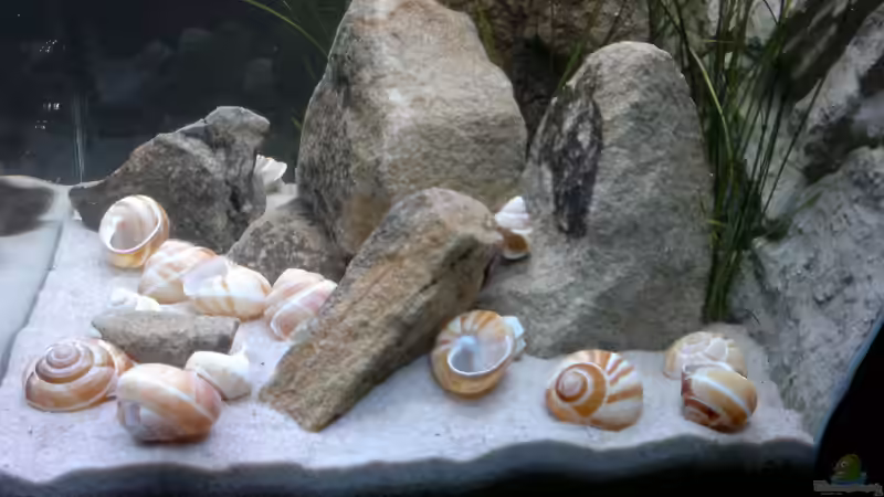 Beckenansicht von rechts von Sambia (35)