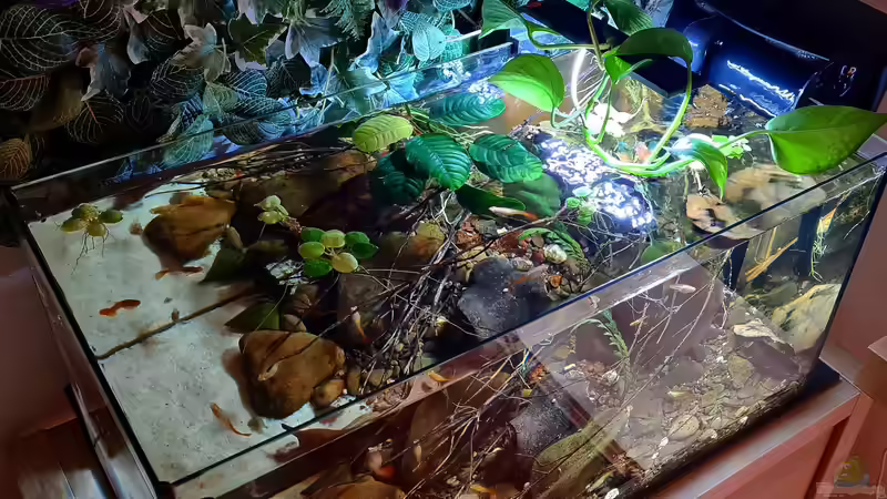 Beckenansicht von schräg oben von David Schneider Aquaristik (10)