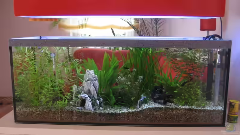 Beckenansicht von vorn