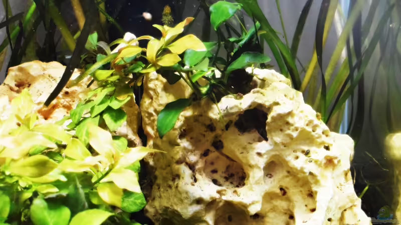 Beckenansicht von Vorne 09.02.2020 von Sarah_Schneider (6)