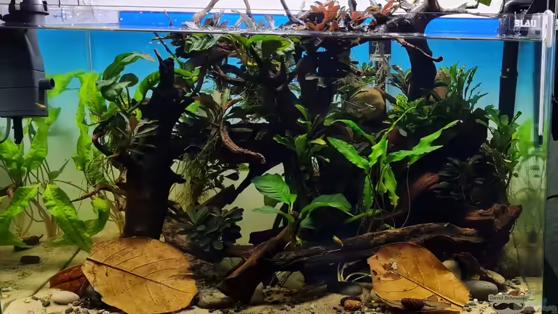 Beckenansicht von vorne nach der Ersteinrichtung von David Schneider Aquaristik (8)