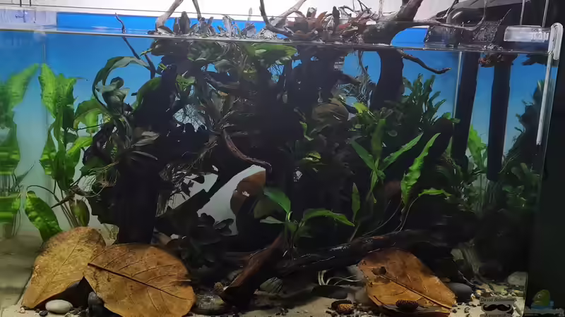 Beckenansicht von vorne ohne Schwarzwasser von David Schneider Aquaristik (4)