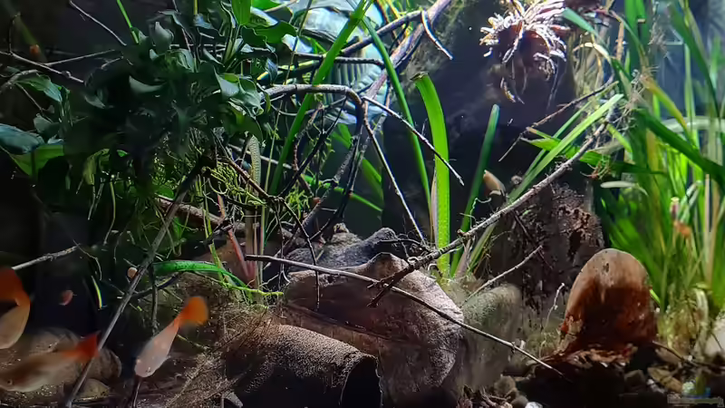 Beckenansicht von vorne von David Schneider Aquaristik (12)