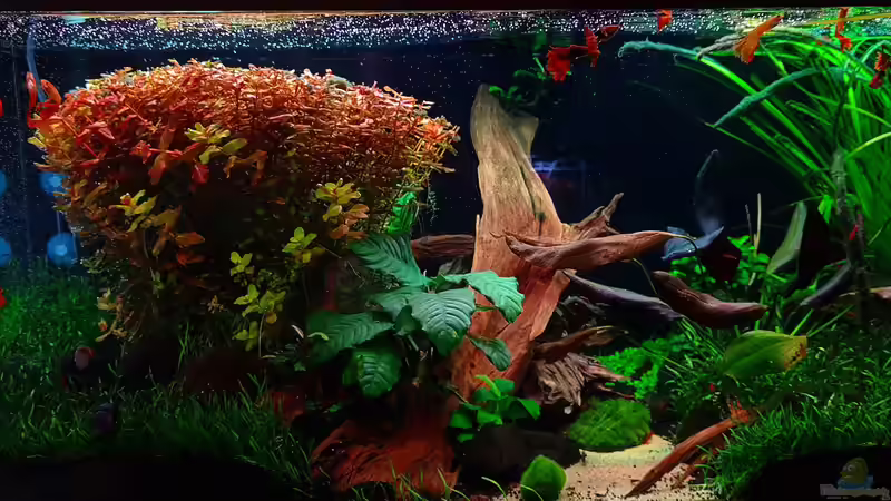 Beckenansicht von vorne von David Schneider Aquaristik (2)