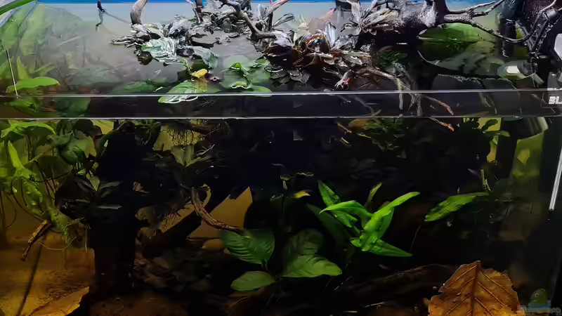 Beckenansicht von vorne von David Schneider Aquaristik (2)