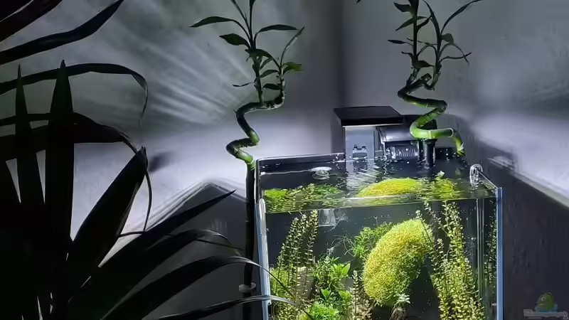 Beckenansicht von vorne von David Schneider Aquaristik (4)