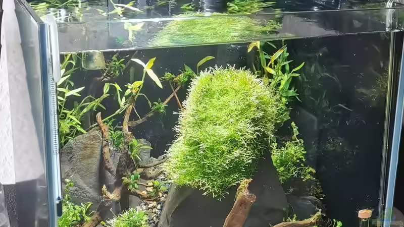 Beckenansicht von vorne von David Schneider Aquaristik (7)