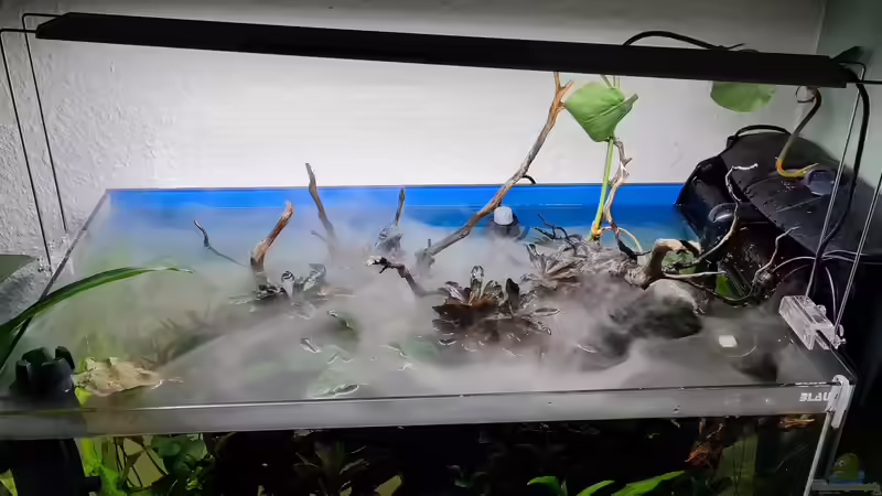 Beckenansicht von vorne von David Schneider Aquaristik (9)