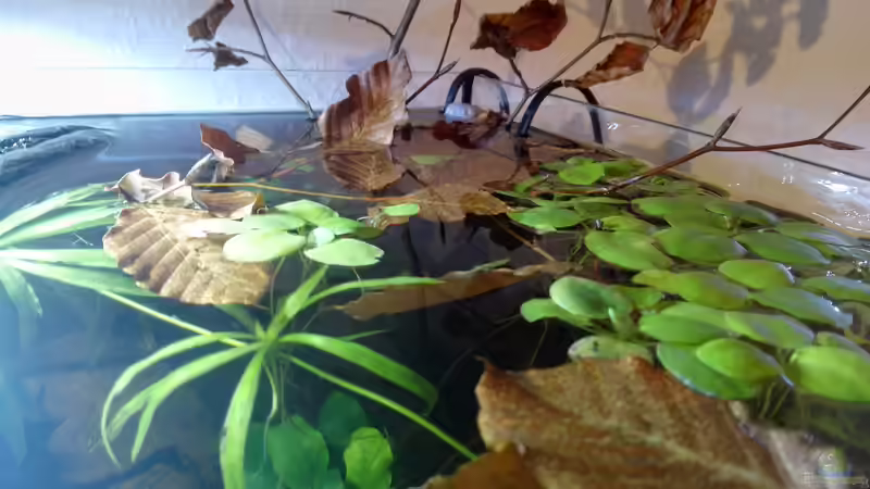 Beckenanssicht schräg oben 08.03.2020 von David Schneider Aquaristik (3)