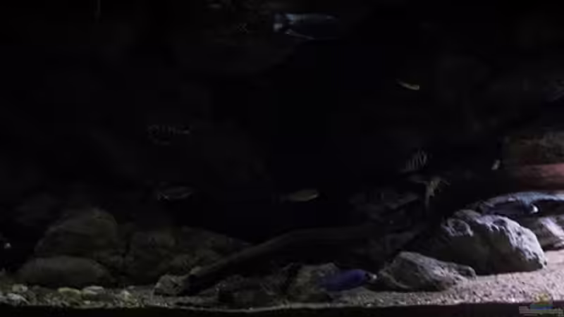 Beckenaufnahme .. schön zu erkennen die bepflanzte Uferzone .. von AjakAndi (16)