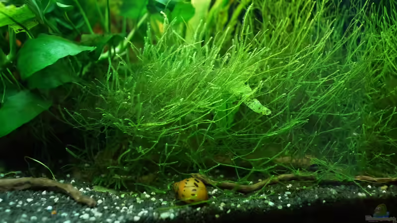 Beckenausschnitt- Javamoos von Guido Seifert (6)