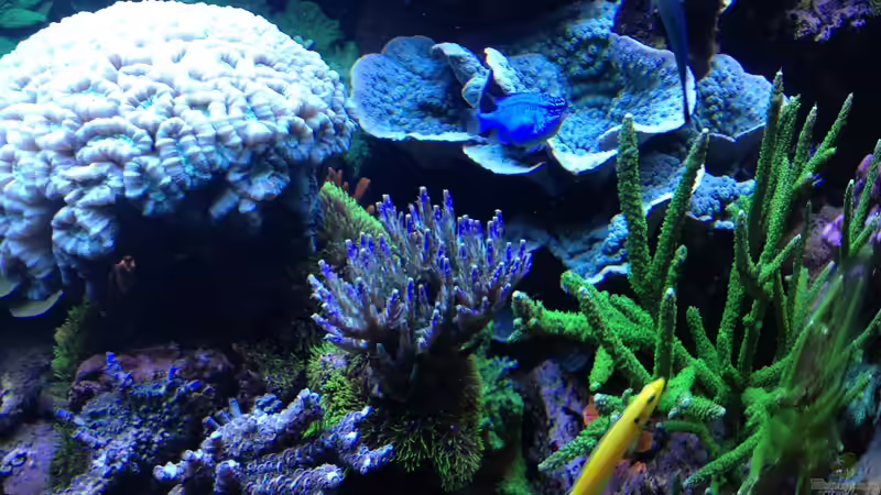 Beckenausschnitt Januar 2016 von Frank Haipeter (12)