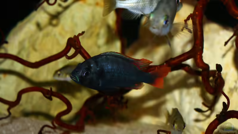 Beckenausschnitt mit schönem Männchen von tonisafricancichlids (2)