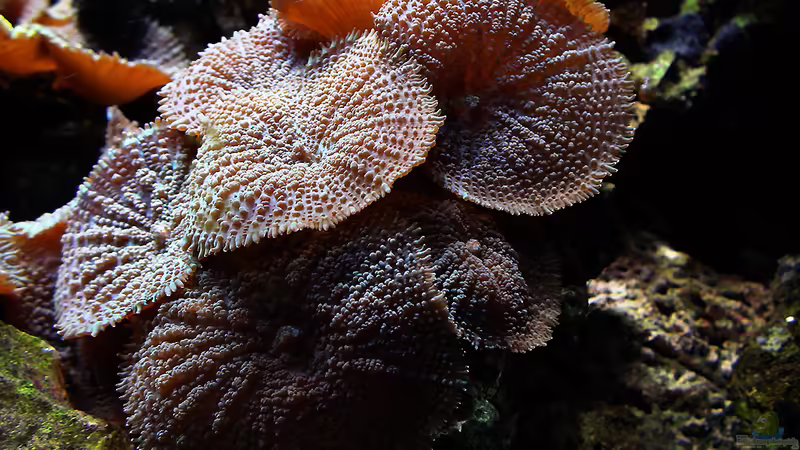 Beckenausschnitt von becki2 (33)