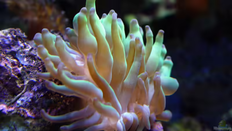 Beckenausschnitt von becki2 (34)