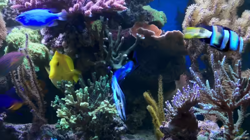 Beckenausschnitt von Frank Haipeter (9)