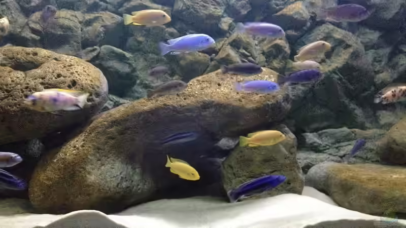 Beckenausschnitt von Waldteufel (15)