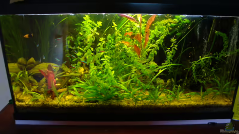 Beckenbild vom 13.05.09 von B1gT4nk (1)