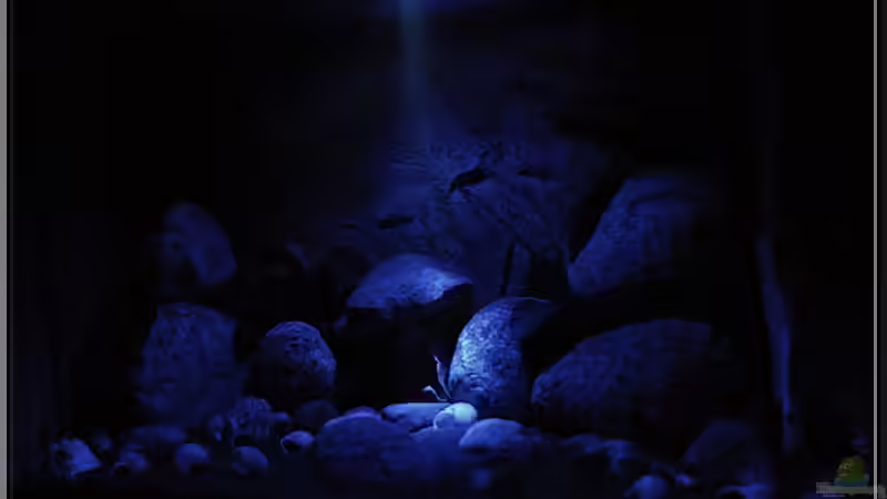 Beckendeko bei Nacht... von ***ELLIS*** (30)