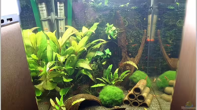 Beckeneinblick Mai 2010 von Christian Zwick (3)