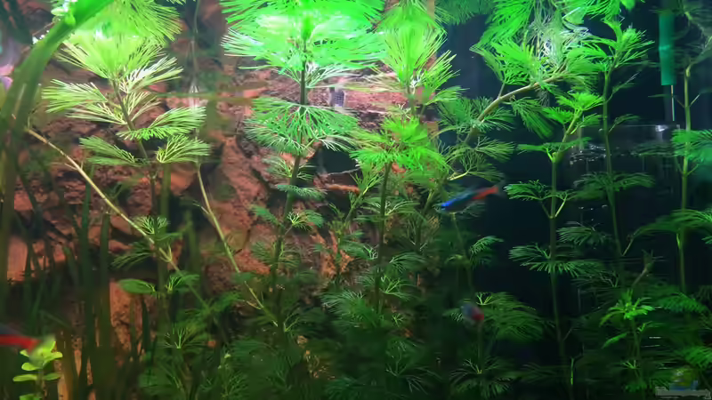 Beckeneinlauf mit verminderter Srömung von Bader0203 (2)