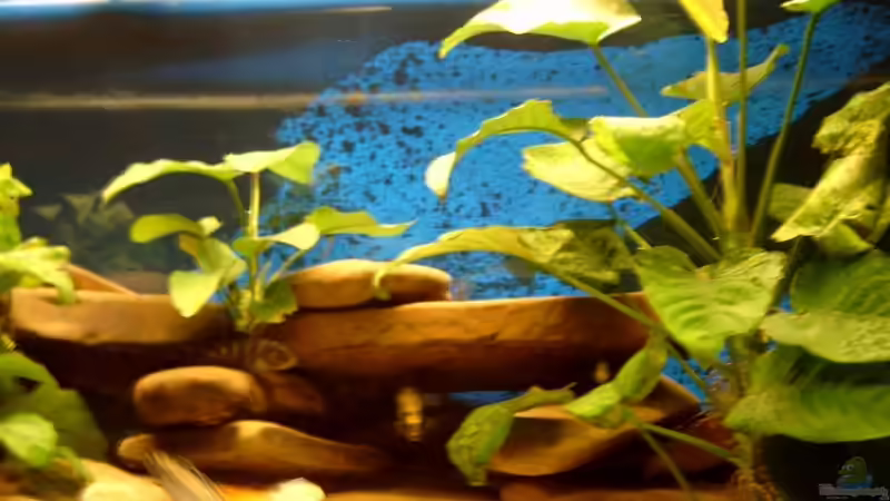 Beckeneinrichtung von Sascha1607 (2)