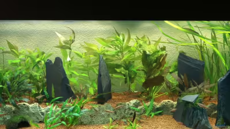 Beckeneinsicht mitte ohne RW von Christian Zwick (2)