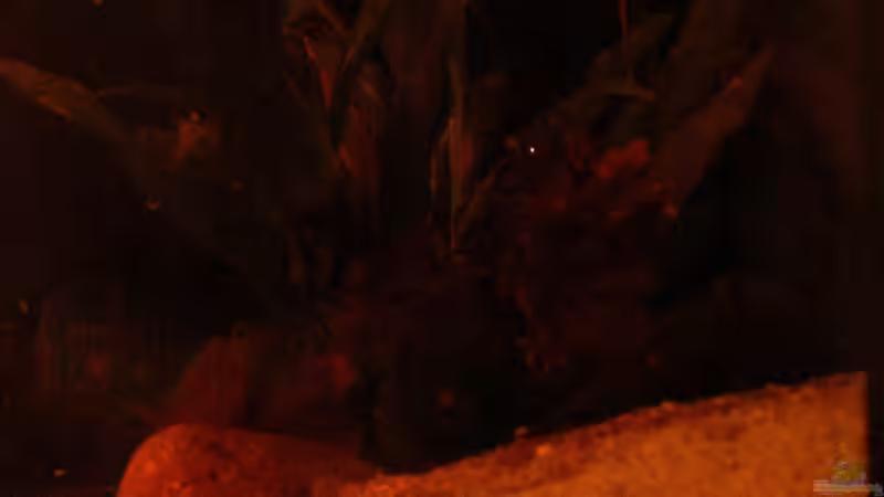 Beckeneinsicht von rechts am 15.06.2013 von Südamerikafreak BK (14)