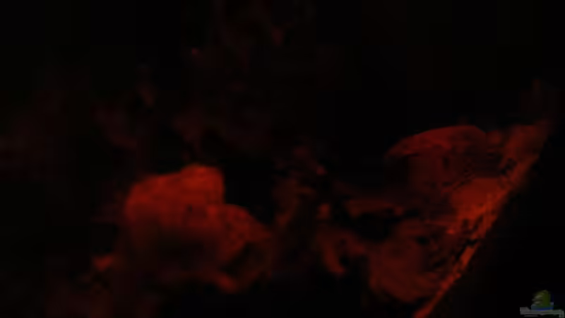 Beckenfront Blick aufwärts am 15.06.2013 von Südamerikafreak BK (13)