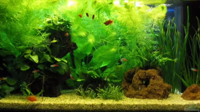 Beckenfront Hauptfoto von aquatommy (7)