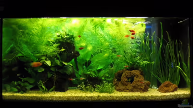 Beckenfront von aquatommy (2)