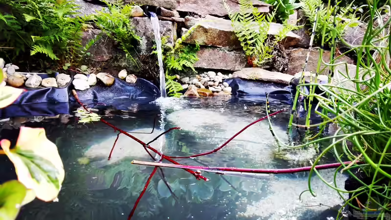 Beckenhauptbild, direkt nach der Einrichtung von David Schneider Aquaristik (1)