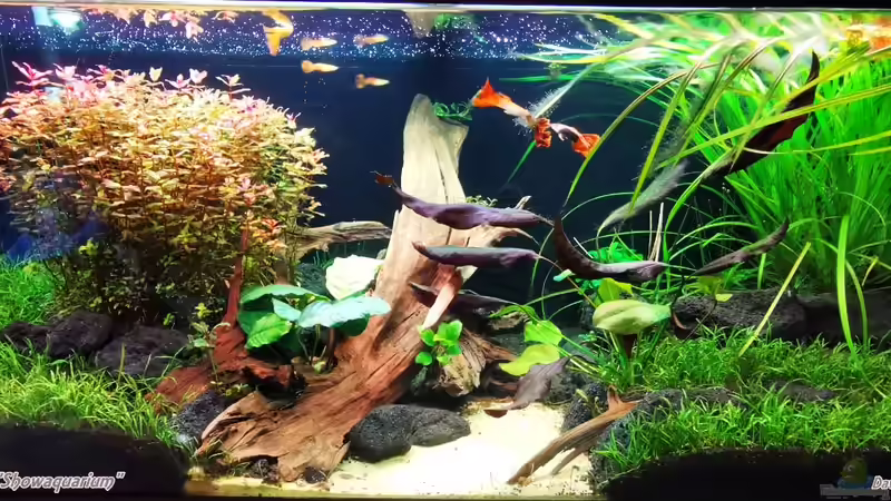 Beckenhauptbild, Stand 22.11.2020 von David Schneider Aquaristik (6)