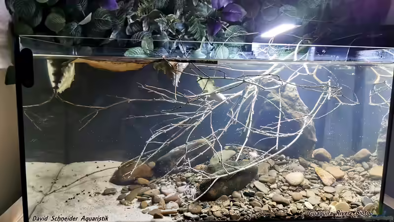 Beckenhauptbild direkt nach der Einrichtung von David Schneider Aquaristik (9)