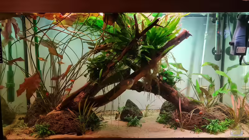 Beckenhauptbild von David Schneider Aquaristik (1)