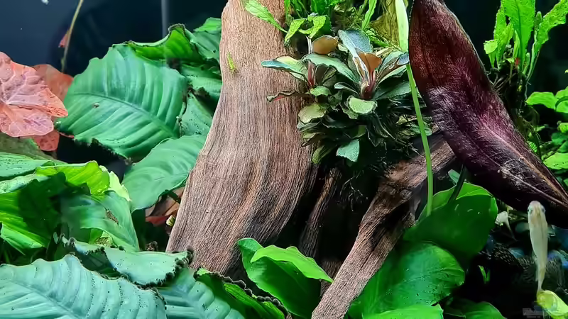 Beckenhauptbild von David Schneider Aquaristik (4)