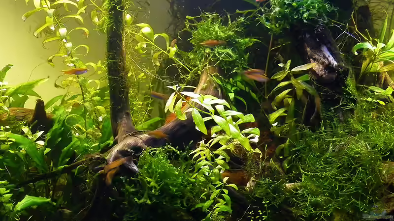 Beckenmitte - 01.08.2011 von bergfrau (17)