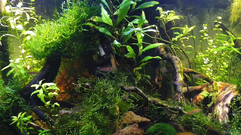 Beckenmitte - 19.06.2011 von bergfrau (29)