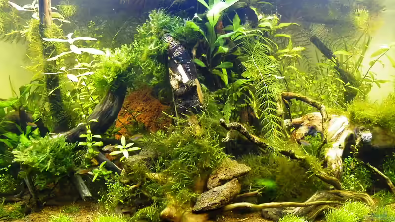 Beckenmitte - 24.05.2011 von bergfrau (12)