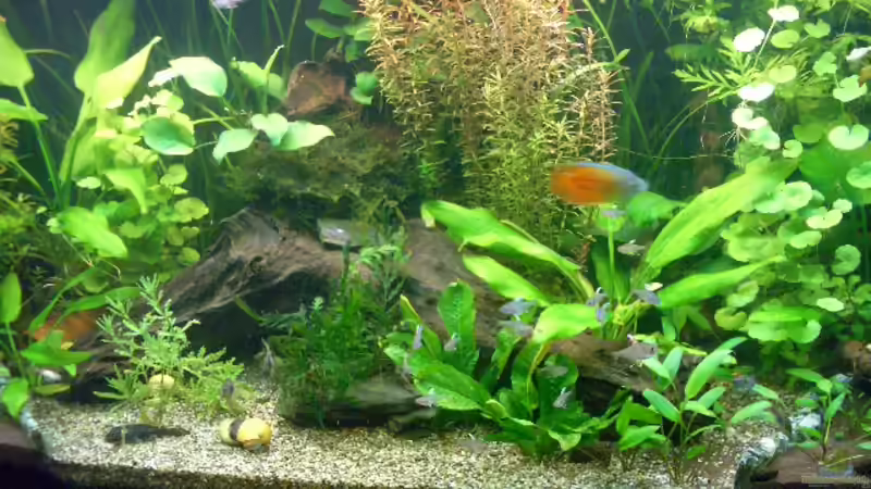 Beckenmitte ( aktuell vom 15.04.08 ) von Vabene (2)