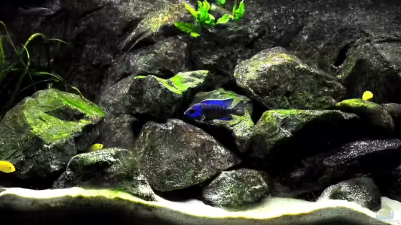 Beckenmitte. Aulonocara stuartgranti Chilumba und Labidochromis ???Yellow??? von Pete (2)