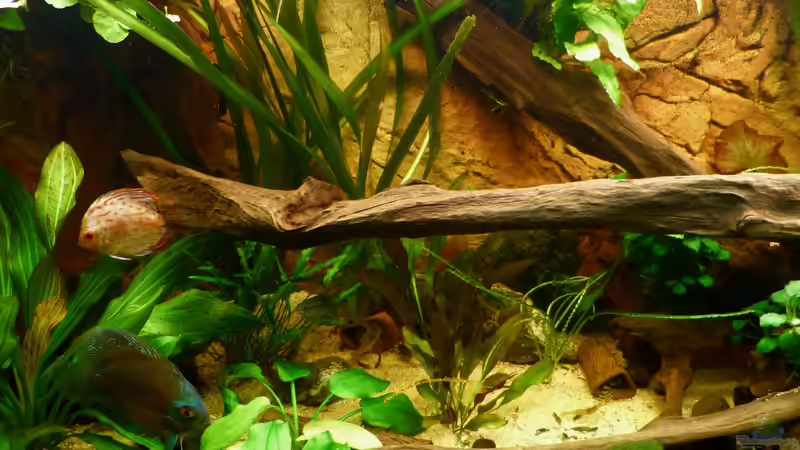 Beckenmitte 04.03.12 von ~Marco~ (29)