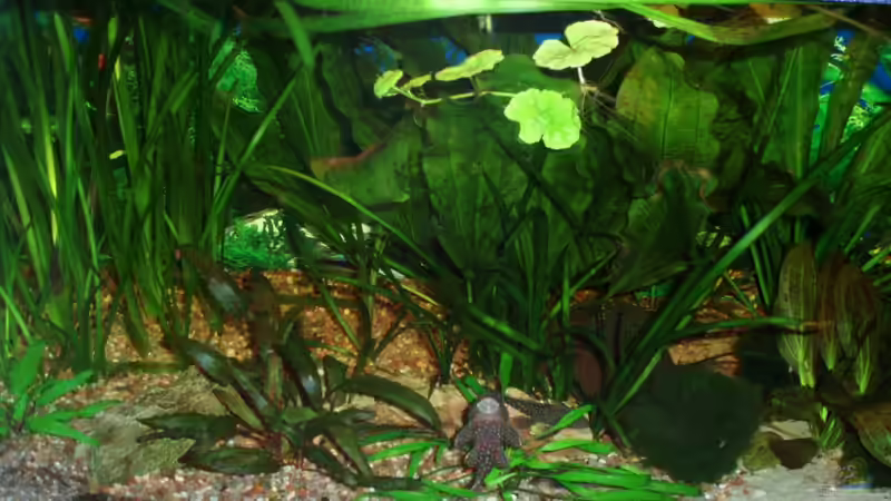 Beckenmitte 06.03.10 von ~Marco~ (12)